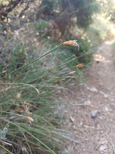 Aphyllanthes monspeliensis, photograph 5