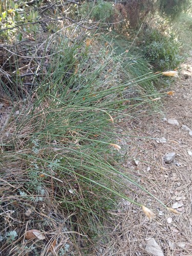 Aphyllanthes monspeliensis, photograph 4