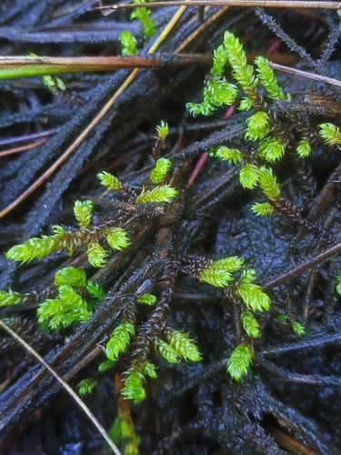 Drepanocladus lycopodioides observed 2026-08-19