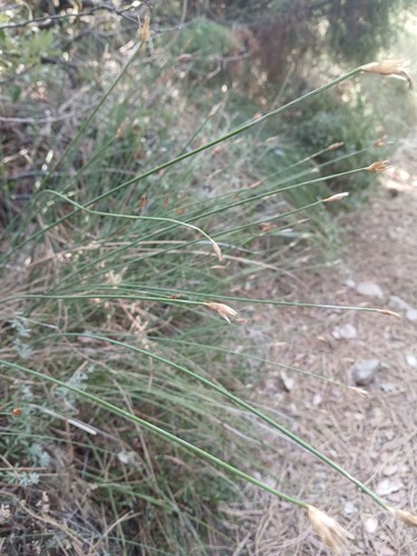 Aphyllanthes monspeliensis, photograph 6