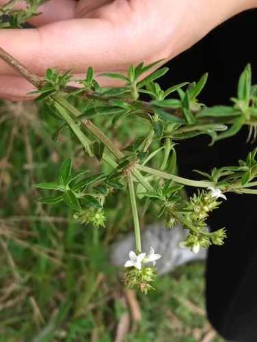 Galianthe bogotensis, photograph 2