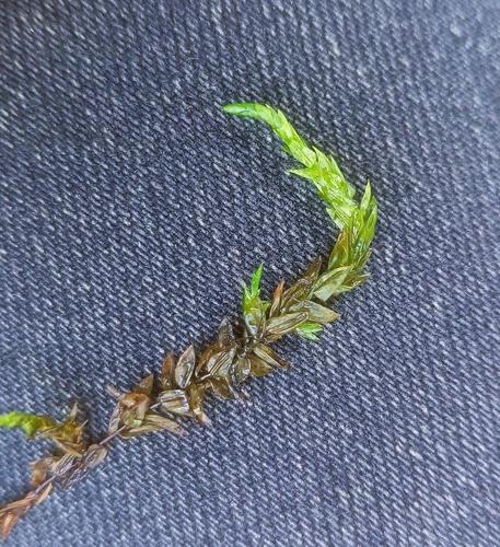Calliergon richardsonii observed 2026-08-19