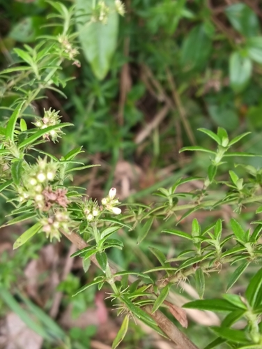 Galianthe bogotensis, photograph 3