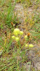 Castilleja rubicundula