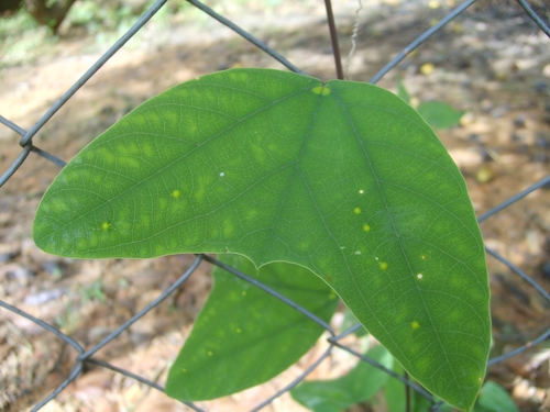 Passiflora pohlii