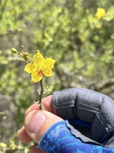 Texas Paloverde