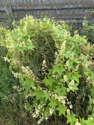 prickly cucumber