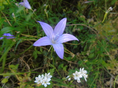 Campanula spatulata