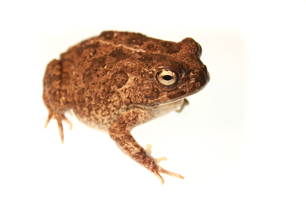 African Toads