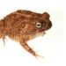 African Toads - Photo (c) Brian Gratwicke, some rights reserved (CC BY)