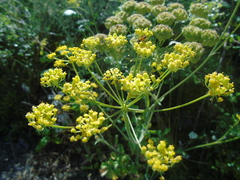 Leiotulus aureus