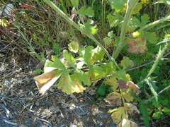 Leiotulus aureus