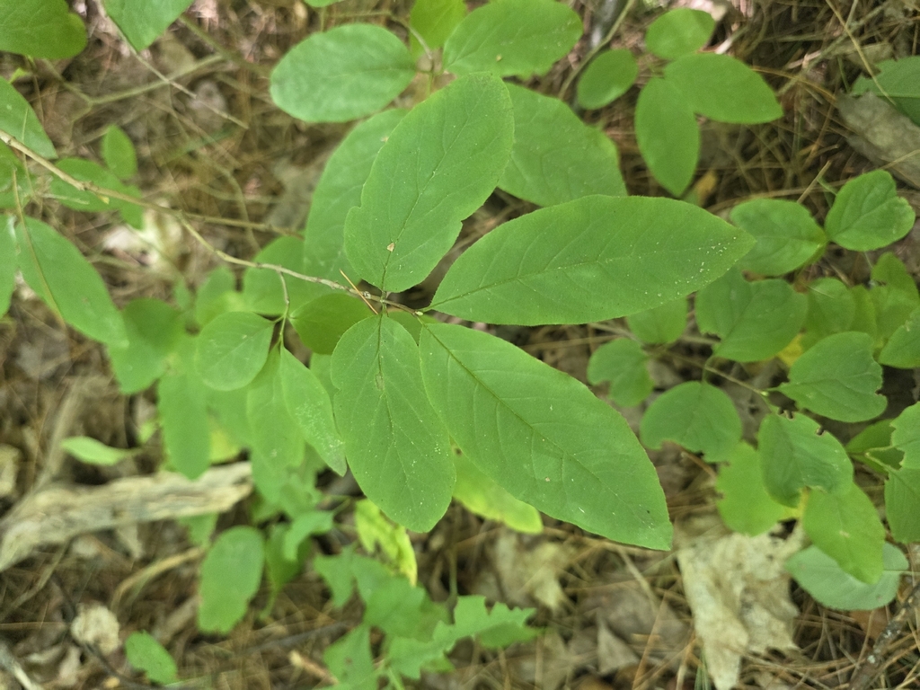 Lonicera canadensis; photograph author not stated, no rights reserved
