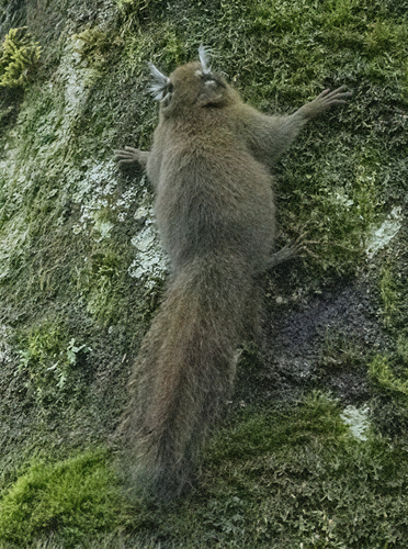 Tufted Pygmy Squirrel