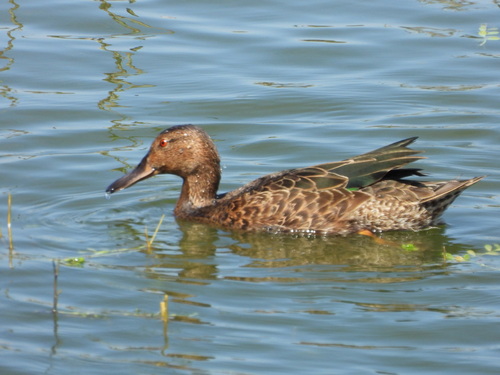iNaturalist observation photo of Cinnamon Teal