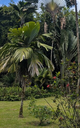 Pelagodoxa henryana observed 2026-08-17