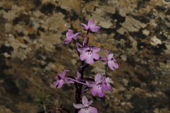 Orchis quadripunctata