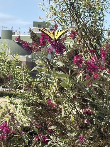 iNaturalist observation photo of Fluted Swallowtails