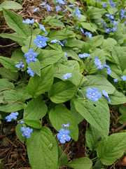 Omphalodes