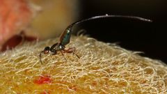 Sycoryctes hirtus