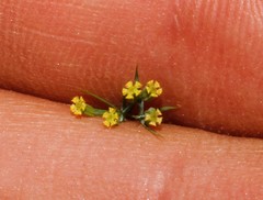 Bupleurum trichopodum