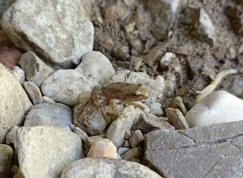 Italian Stream Frog