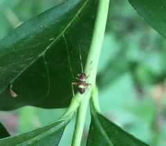 Closterotomus biclavatus