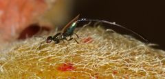 Sycoryctes hirtus