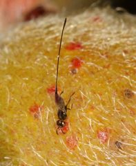 Sycoryctes hirtus