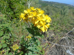Hypericum perfoliatum