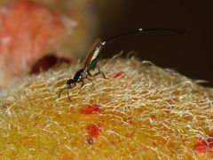 Sycoryctes hirtus