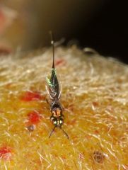 Sycoryctes hirtus