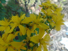 Hypericum perfoliatum