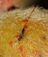 Sycoryctes hirtus