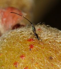 Sycoryctes hirtus