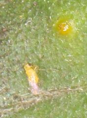 Aphelinidae