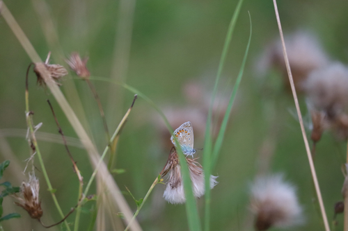 Common Blue