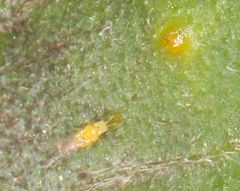 Aphelinidae