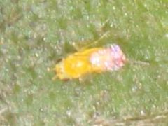 Aphelinidae