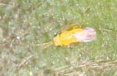 Aphelinidae