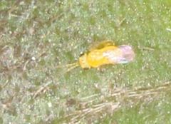 Aphelinidae