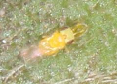 Aphelinidae