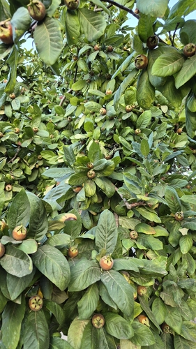 Medlar
