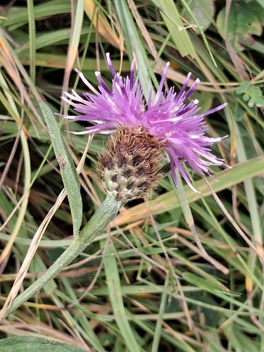 black knapweed