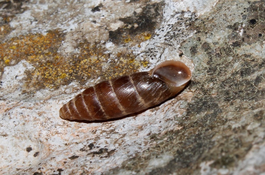 Meijeriella canaliculata