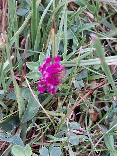 Red Clover