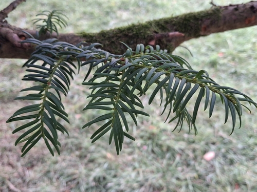 common yew