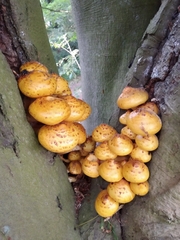 Pholiota aurivella
