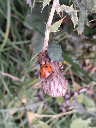 Seven-spotted Lady Beetle