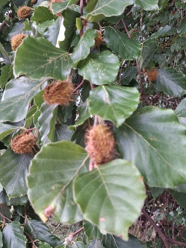European beech
